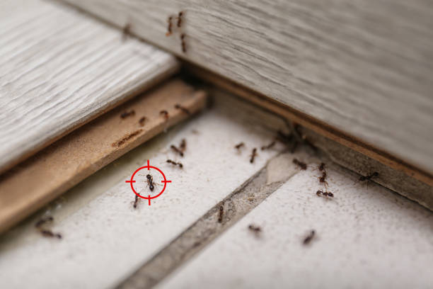 Best Best Pest Control Near Me  in Pineland, TX