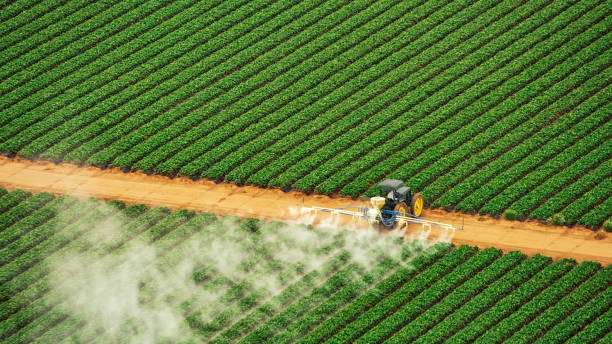 Best Pest Removal Services  in Pineland, TX