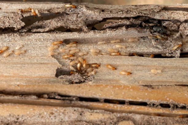 Best Pest Control Cost  in Pineland, TX
