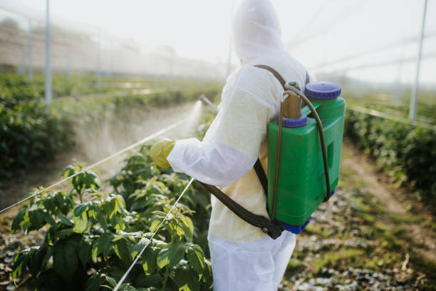 Best Ant Control Services  in Pineland, TX
